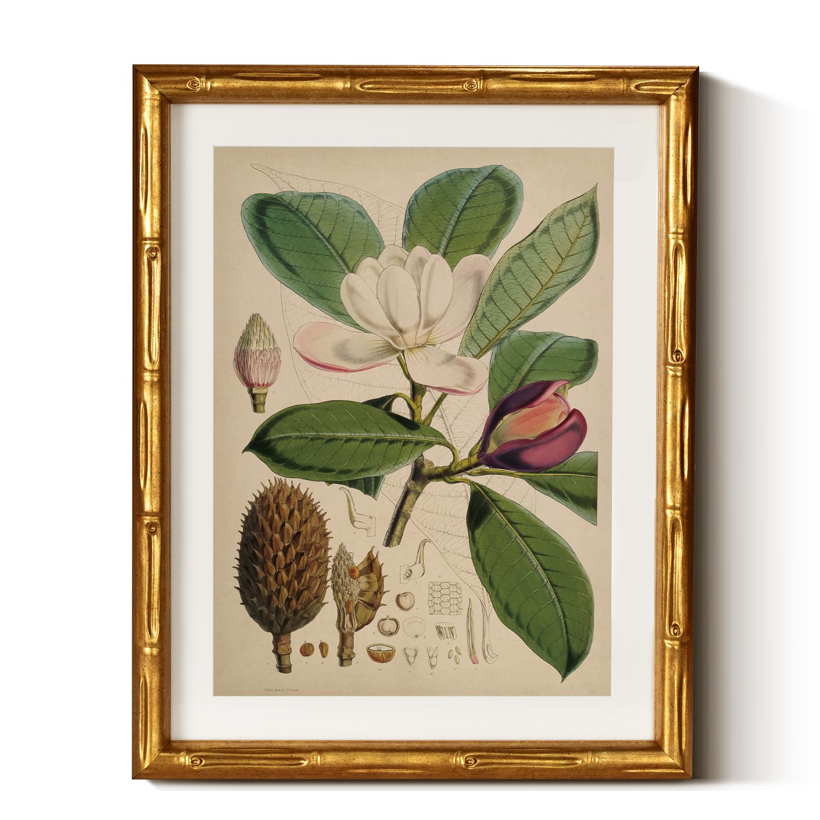 Insimsea Gold Bamboo Framed Canvas Wall Art, Retro White Butterfly Animal Paintings, Antique Vintage Picture Frame With Mat, Vic