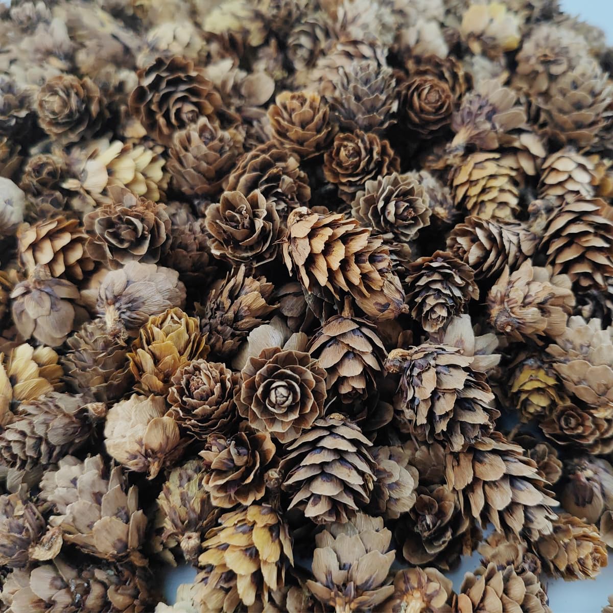 TIHOOD 160PCS 1.18-1.97 Christmas Natural Mini Pine Cones-Thanksgiving Pine Cones Ornaments for DIY Crafts, Home Decorations,Fal