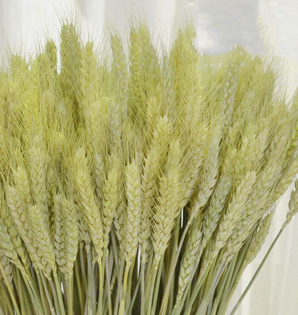 Tooget Dried Wheat Sheaves Stalks Bouquet Bundles  100 Stems Natural Ear of Wheat grain Flowers Dry grass Bunch DIY Arrangements for Home Wedding Store Decorative