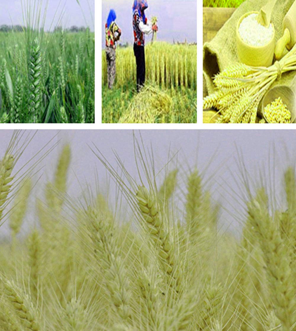 Tooget Dried Wheat Sheaves Stalks Bouquet Bundles  100 Stems Natural Ear of Wheat grain Flowers Dry grass Bunch DIY Arrangements for Home Wedding Store Decorative