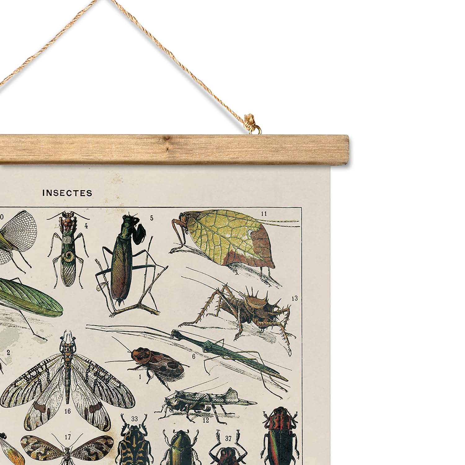 Xiaoaika Vintage Entomology Poster - Illustrated Insect Species Chart With Wooden Frame - Educational Bug Identification Wall Ar