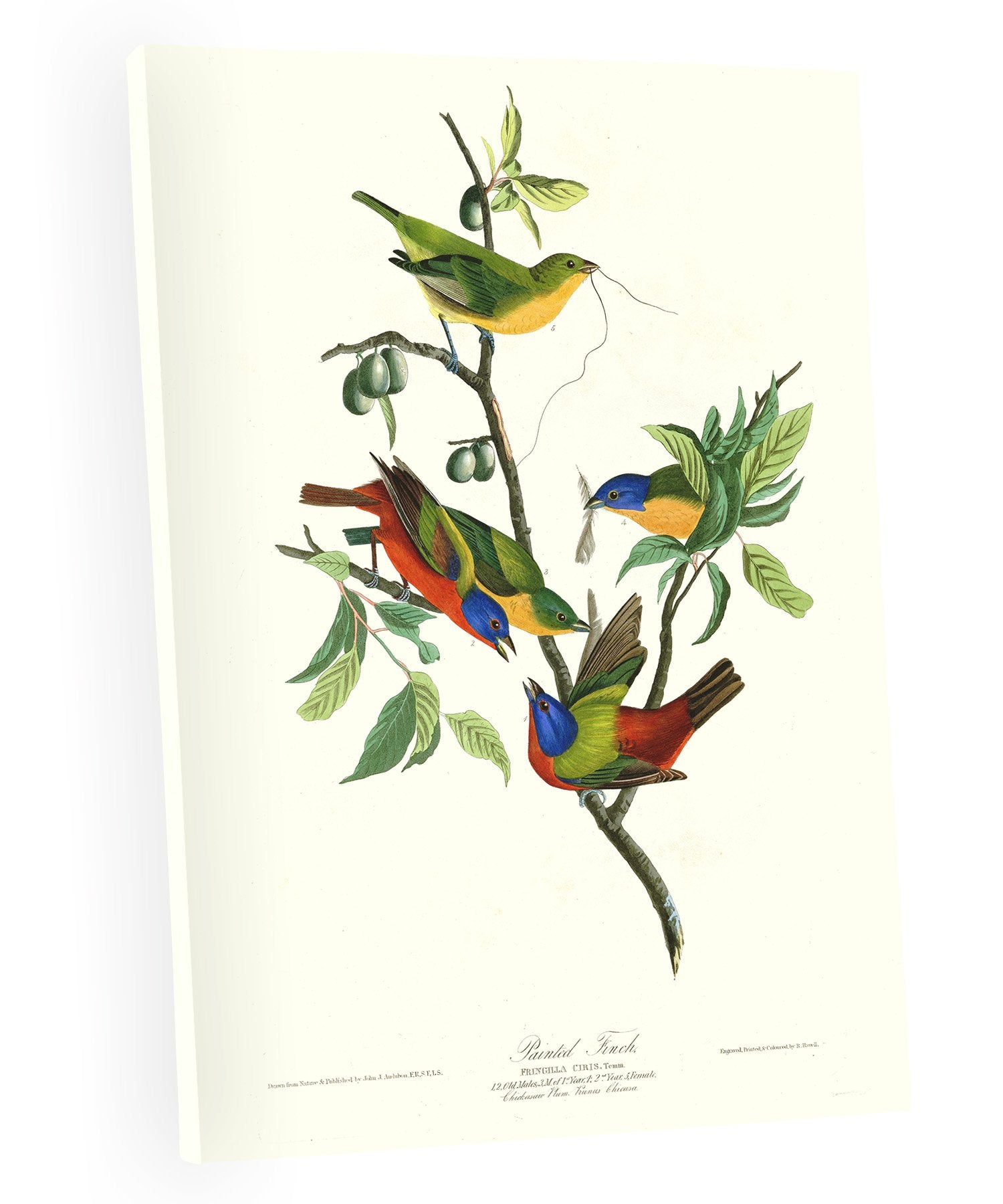Niwo Art - Painted Finch, By John James Audubon. The Birds Of America Reproductions. Giclee Print Acrylic Coating On Canvas For