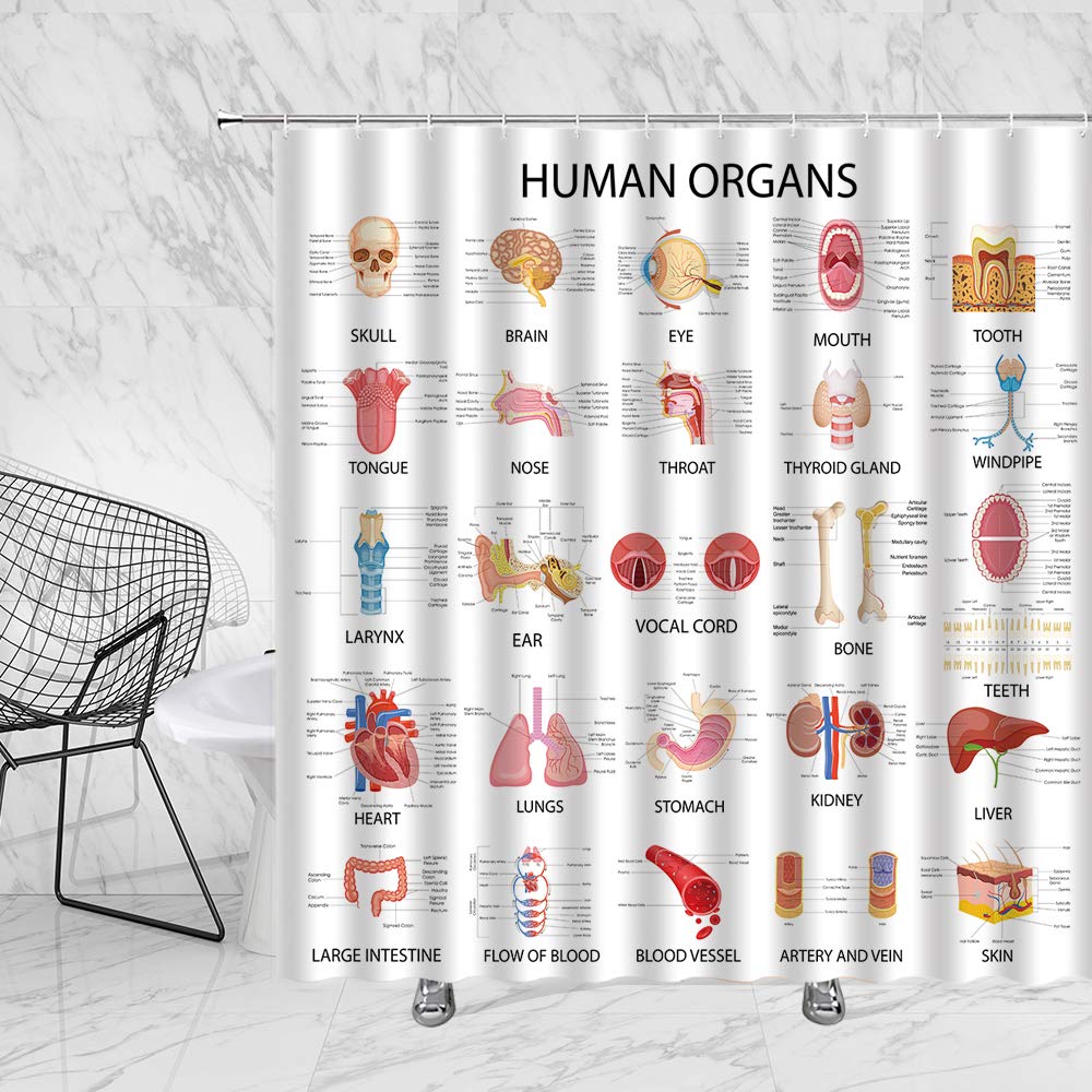 Human Organs Shower Curtain Anatomy Organ Body Complete Chart Structures Life Medical Science Skull Eyes Nose White Fabric Bath