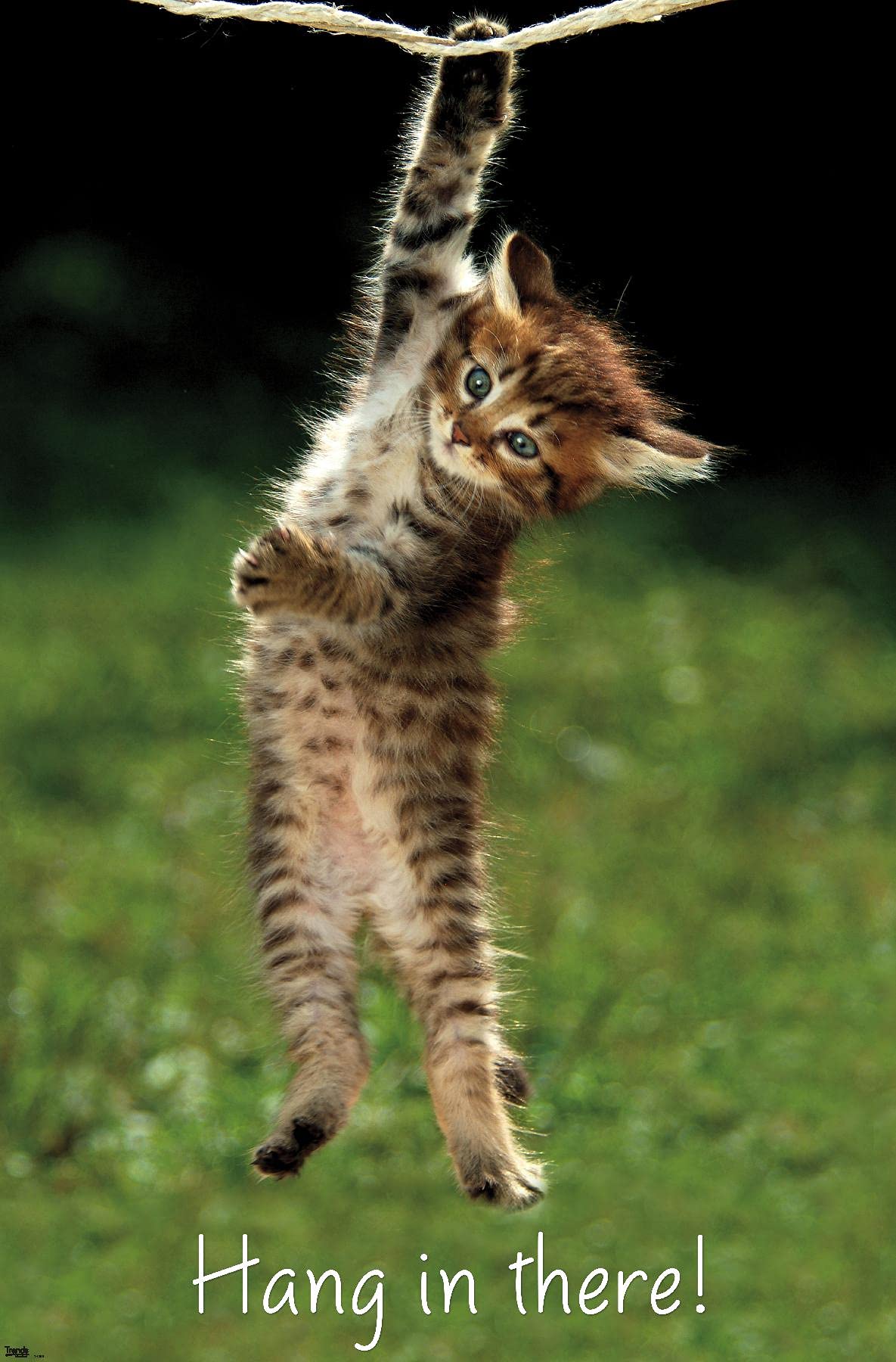 Trends International Kitten-Hang In There Premium Wall Poster, 22.375'' X 34''
