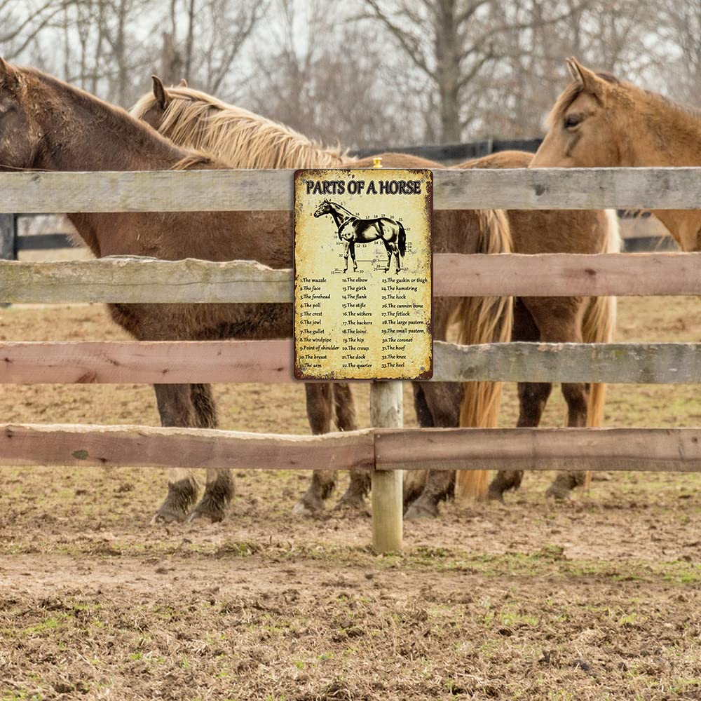 Jiuerocs Retro Horse Knowledge Metal Posters Parts Of Horse Signs Horses Anatomy Tin Sign Horse Poster Decorations For Kitchen F