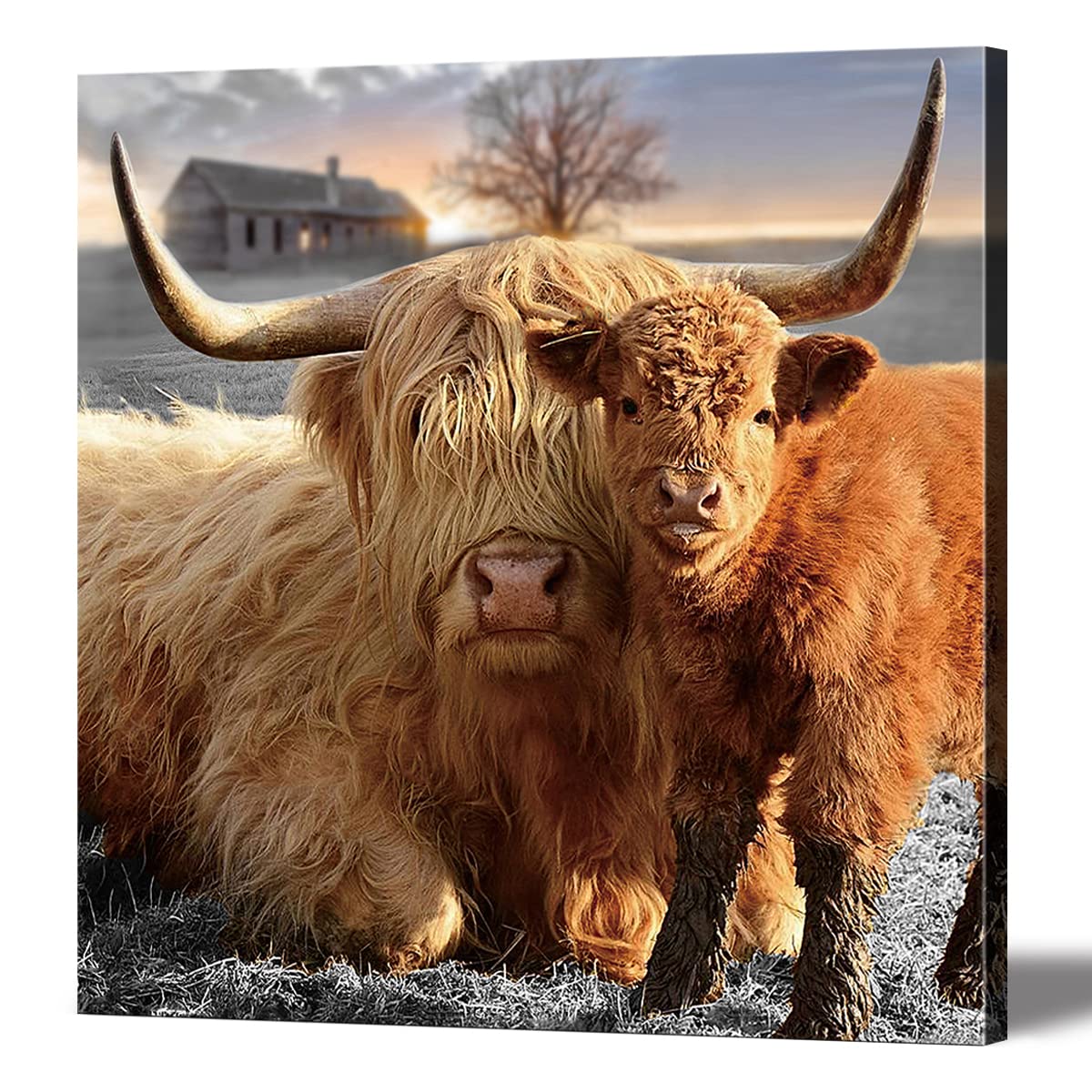 Highland Cow Canvas Wall Art Animal Print Pictures Highland Fluffy Cattle Photo Framed Farmhouse Painting 12X12 Inches For Home