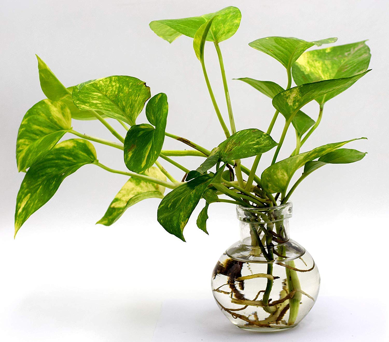 Mithila Handicrafts 4.7 Inch Ball Shaped Round Glass Vase | For Money Plant | Lucky Bamboo Plant | Elegant Vase | Flower Pot | 1