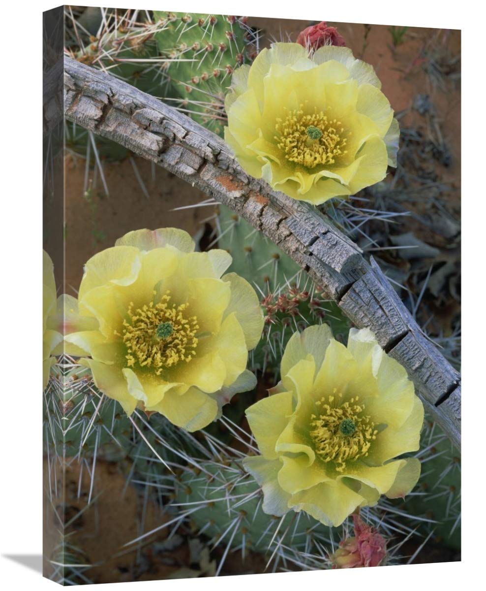 Global Gallery Plains Pricklypear Arches National Park, Utah-Canvas Art-18 x24 