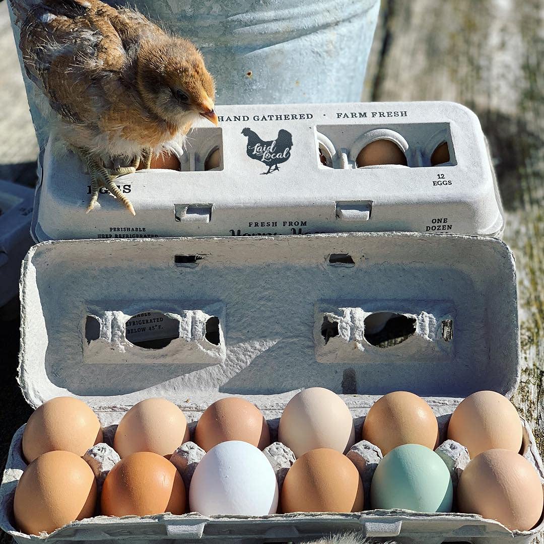 250 Egg Cartons- Bulk Value Bundle- Adorable Printed Design For Farm Fresh Eggs, Recycled Paper Cardboard, Sturdy & Reusable, Ho
