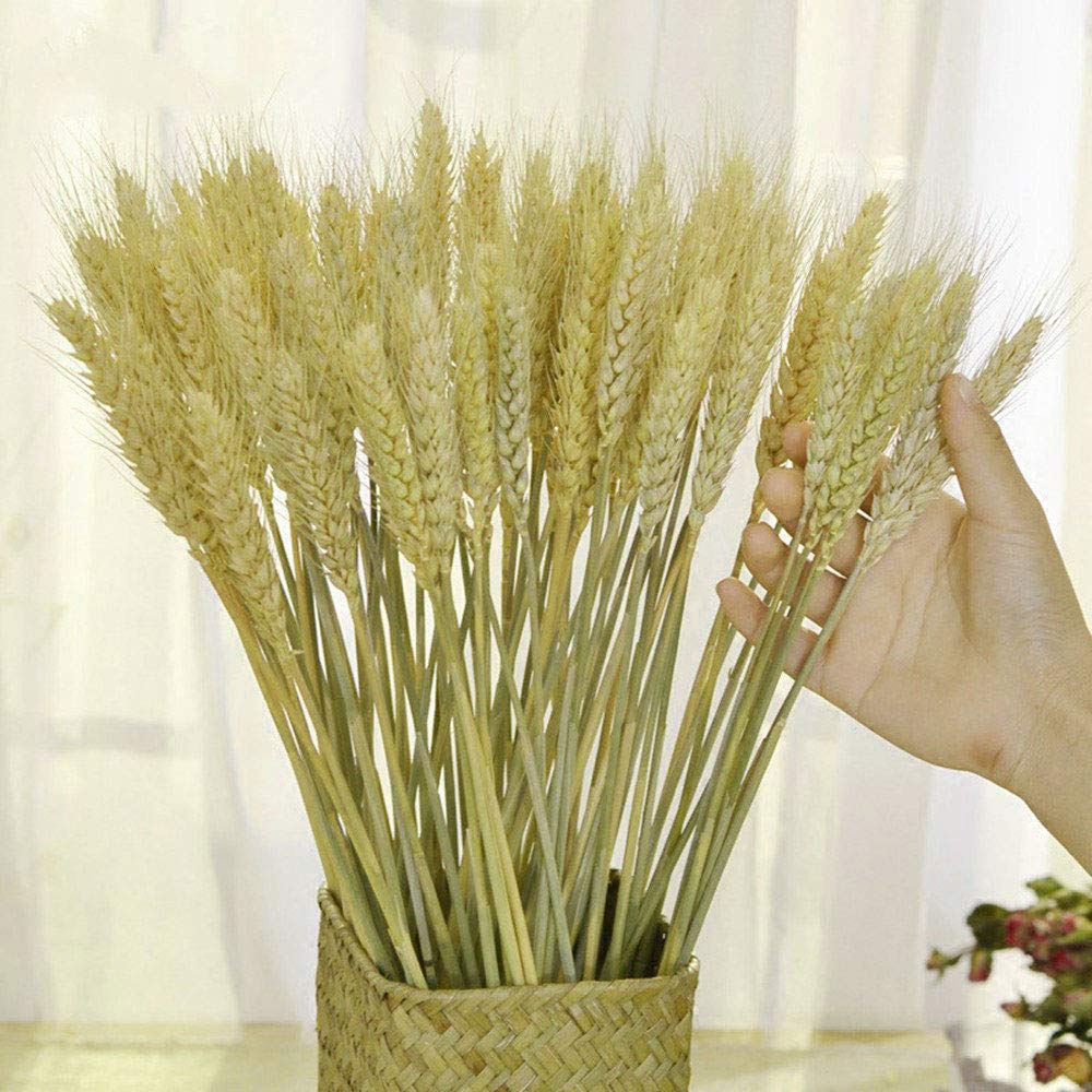 Tooget Dried Wheat Sheaves Stalks Bouquet Bundles, 100 Stems Natural Ear Of Wheat Grain Flowers Dry Grass Bunch Diy Arrangements