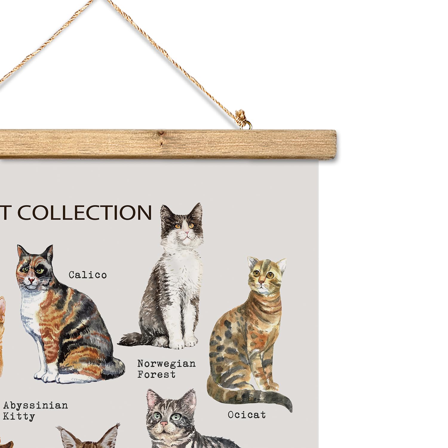 Xiaoaika Cat Breeds Educational Poster - Illustrated Guide To Popular Feline Varieties With Wooden Scroll Frame - Decorative Wal