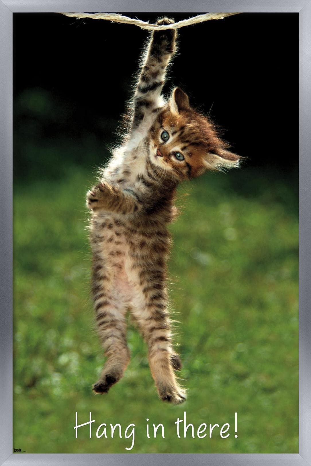 Trends International Kitten-Hang In There Wall Poster, 24.25'' X 35.75'', Multicolor