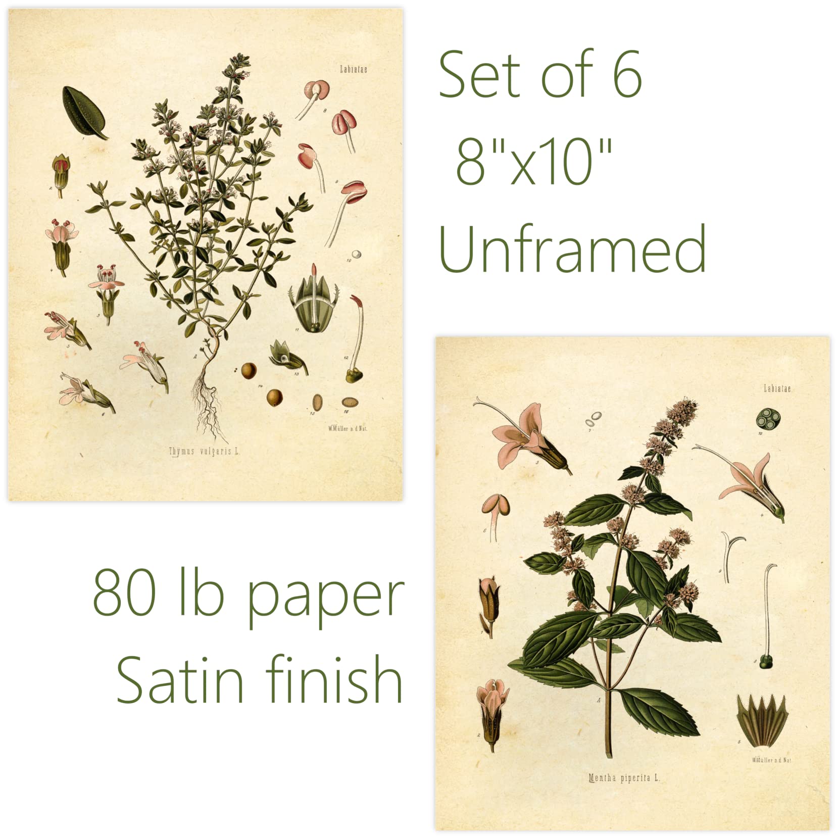 Ink Inc. Vintage Botanical Prints | Kitchen Herb Wall Art Thyme, Mint, Rosemary, Parsley, Sage, Fennel | Set Of 6 8''X10'' Unfra
