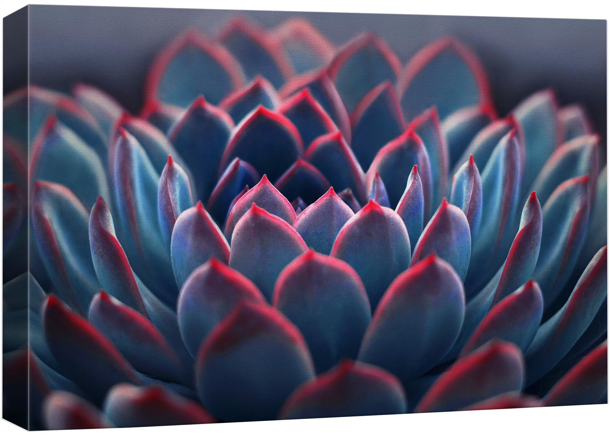 Wall26 Canvas Print Wall Art Desert Rose Succulent Nature Wilderness Photography Realism Floral Botanical Southwest Rustic Count