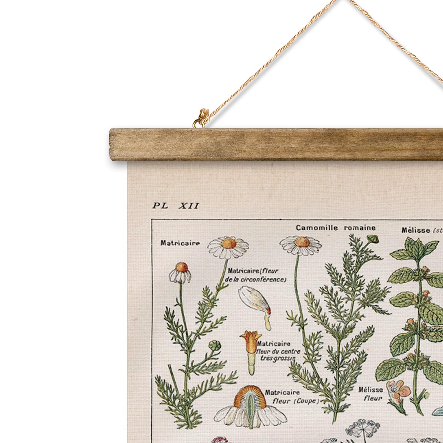 Xiaoaika Vintage Botanical Herbs Illustration Poster - Retro Medicinal Plant Chart With Wooden Frame - Educational Herbal Refere