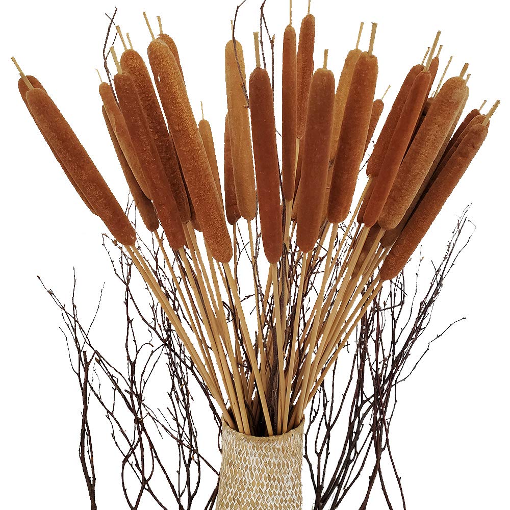 40 Pcs Dried Natural Cattails Jumbo Dried Flowers for Floral Arrangement Wedding Home Decoration 24 inch