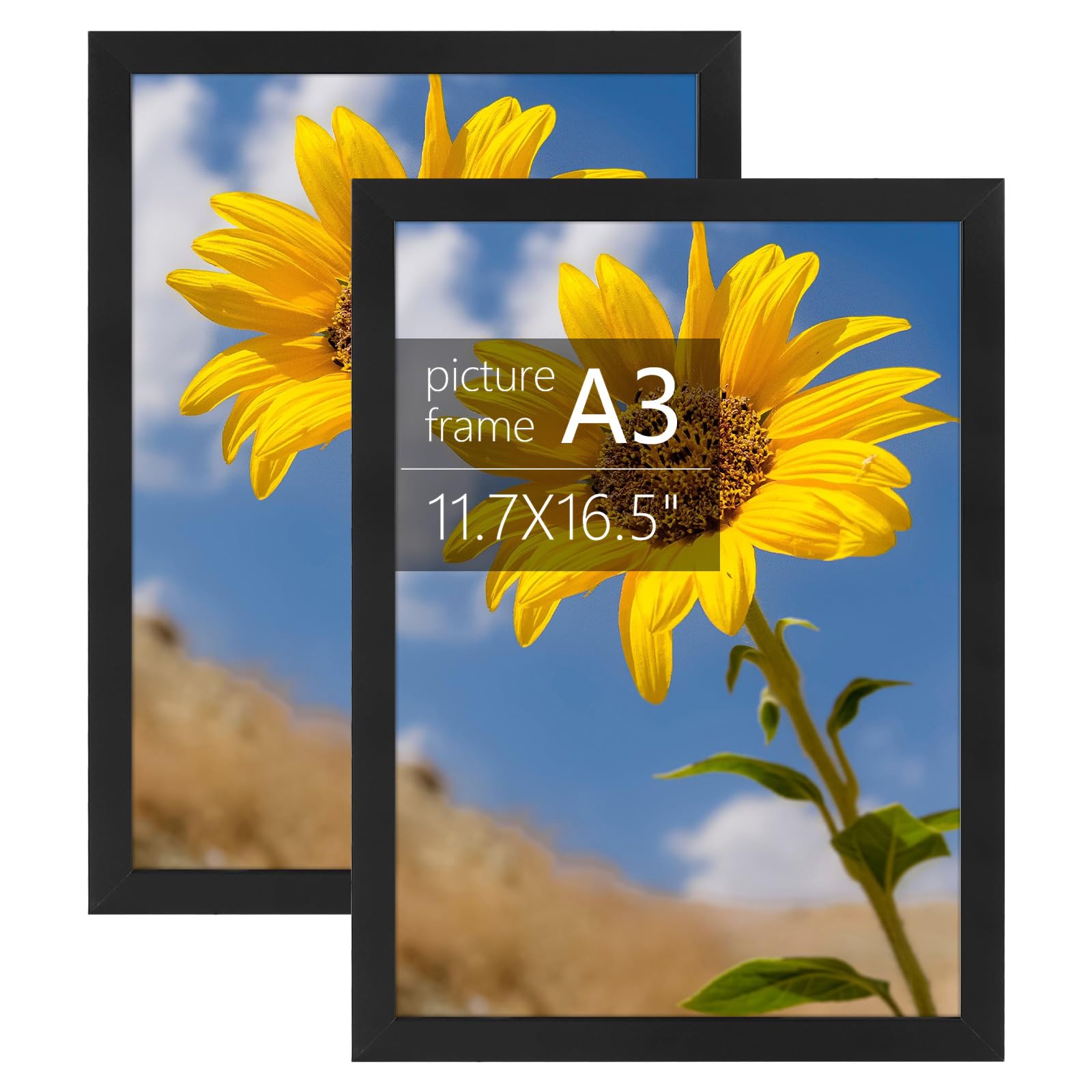 Golden State Art, A3 Picture Frame with Plexiglass, 11.7 x 16.5 Inch Frame - Horizontal and Vertical Display for Wall - Set of 2