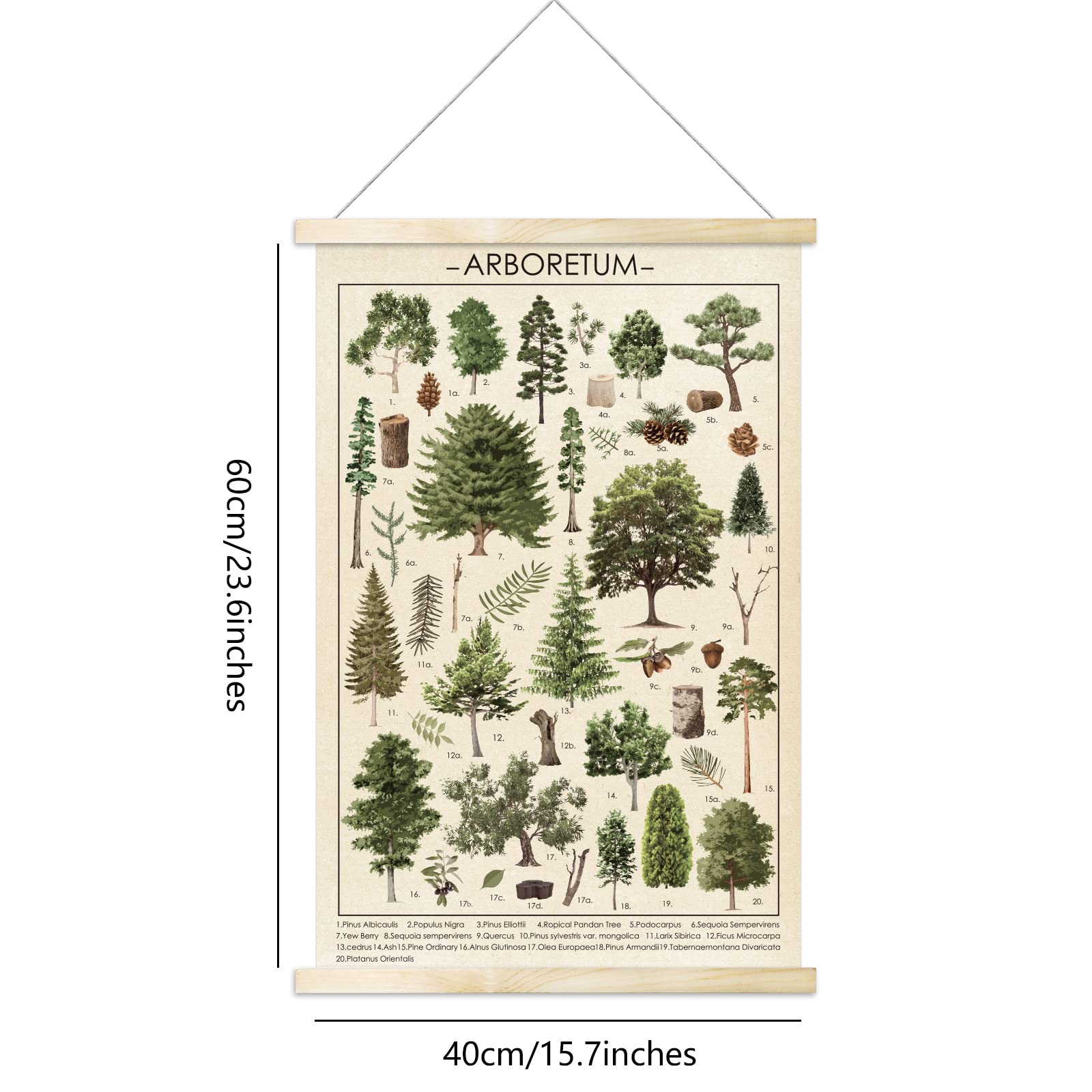 Tevxj Vintage Tree Poster Plant Wall Art Prints Rustic Style Of Arboretum Wall Hanging Illustrative Reference Chart Poster For L