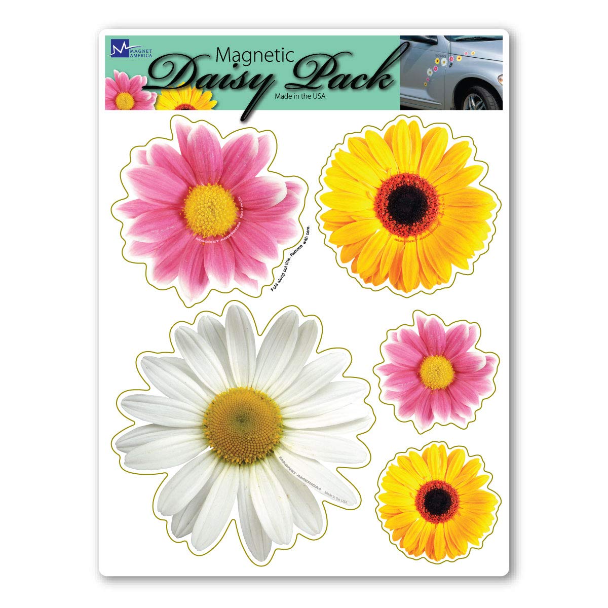 Daisy Flower Pack Magnet By Magnet America Is 8'' X 6'' Made For Vehicles And Refrigerators