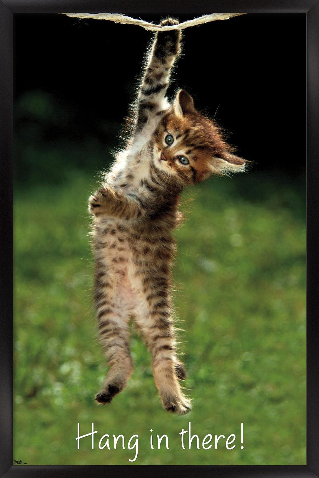 Trends International Kitten Hang In There Wall Poster 22.375'' X 34''