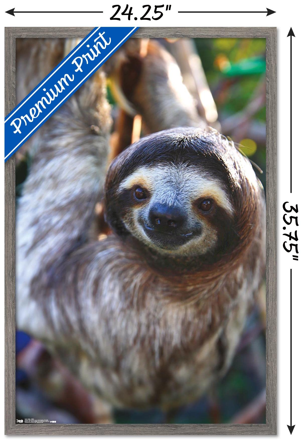 Trends International Sloth - Smile Wall Poster, 22.375'' X 34'', Barnwood Framed Version