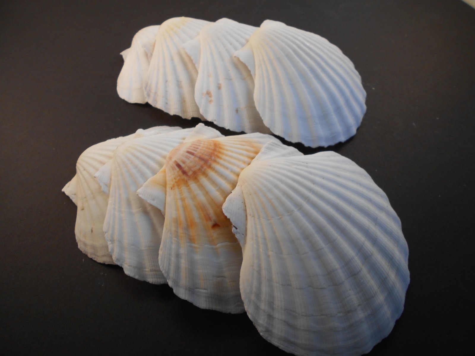 Set Of 8 Large White Baking Scallop (3.5''-4'') Restaurant Quality Real Seashells Beach Wedding Coastal Crafts And Decor - Flori