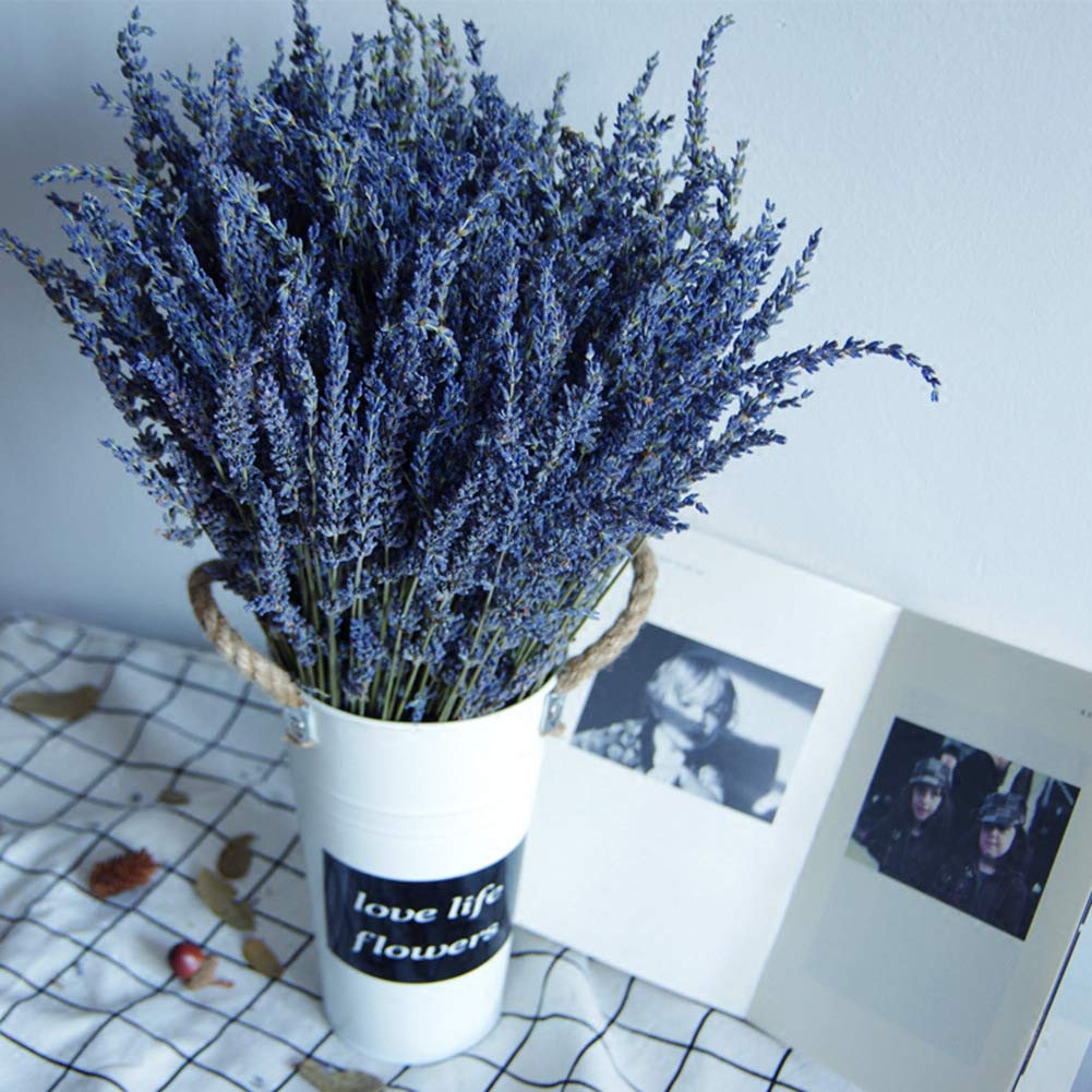 TooGet Natural Lavender Bundles  Freshly Harvested 200+ Stems Dried Lavender Bunch 16'' - 18'' Long  Decorative Flowers Bouquet for Home Decor  Crafts  Gift  Wedding or Any Occasion