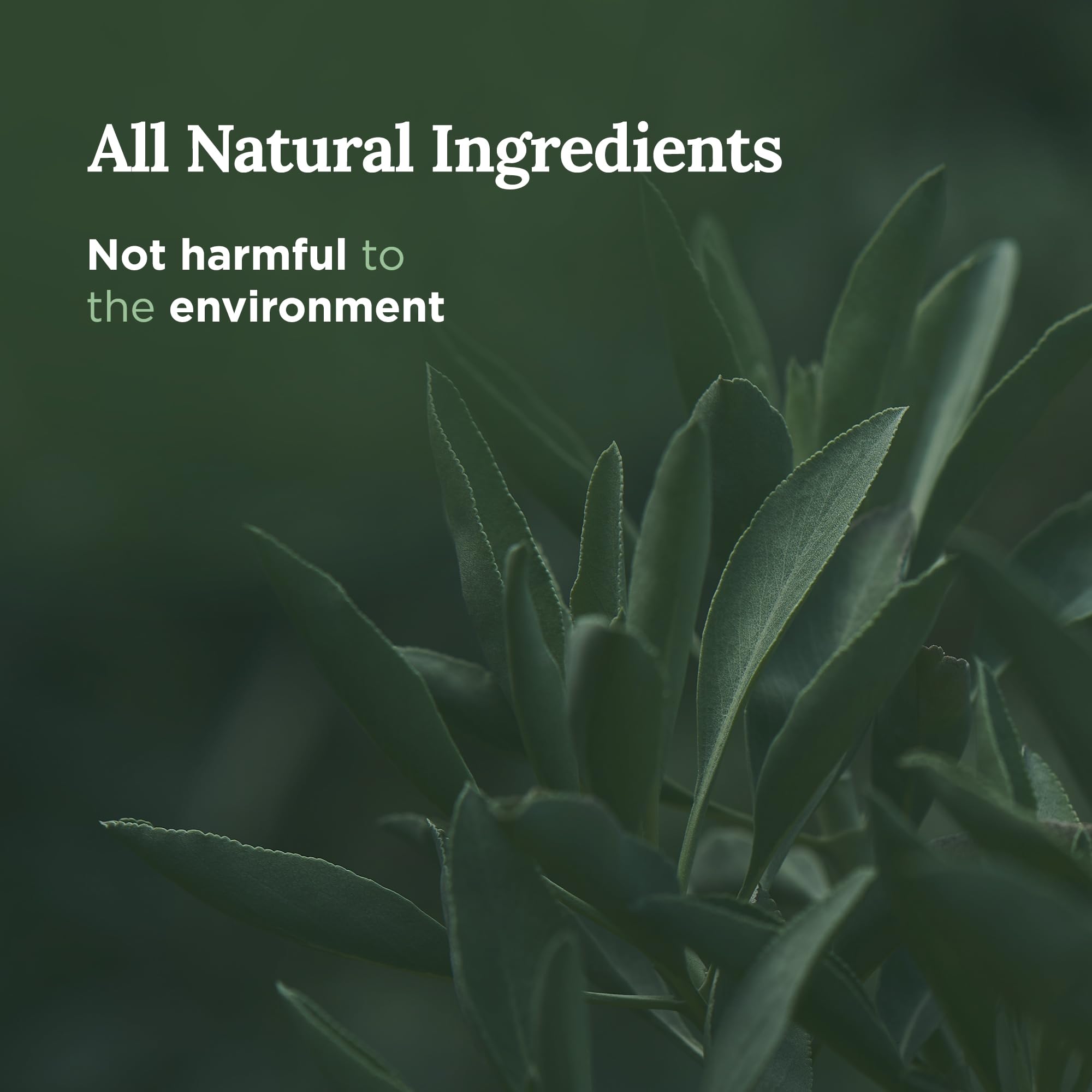 SAGE + Clove Aromatherapy Candle for House Energy Cleansing and Money Attraction, Banishes Negative Energy I Purification and Ch