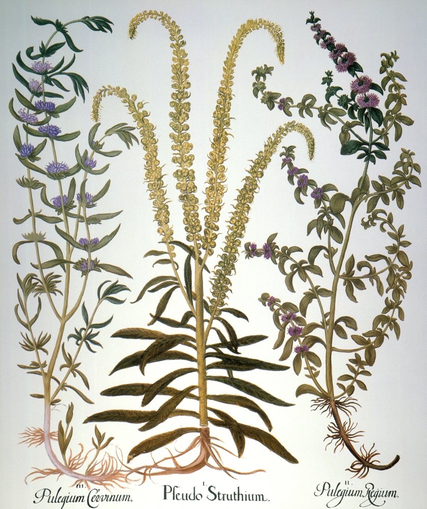 Pennyroyal And Mint 1613 Npeppermint (Mentha Cervina) Weld (Reseda Luteola) A European Mignonette Yielding Yellow Dye And Pennyr