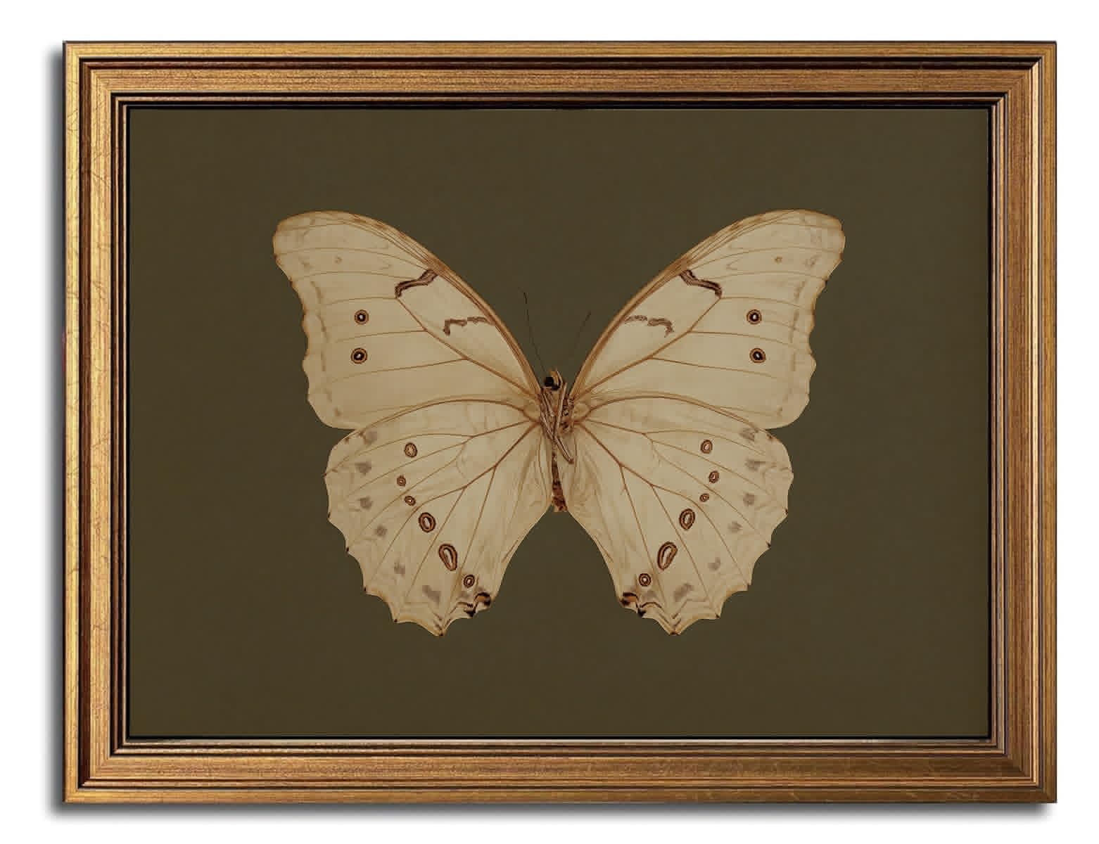 Gold Framed Wall Art Vintage Butterfly Cnavas Wall Art White Butterfly Moody Insect Artwork Prints Picture For Living Room Bedro