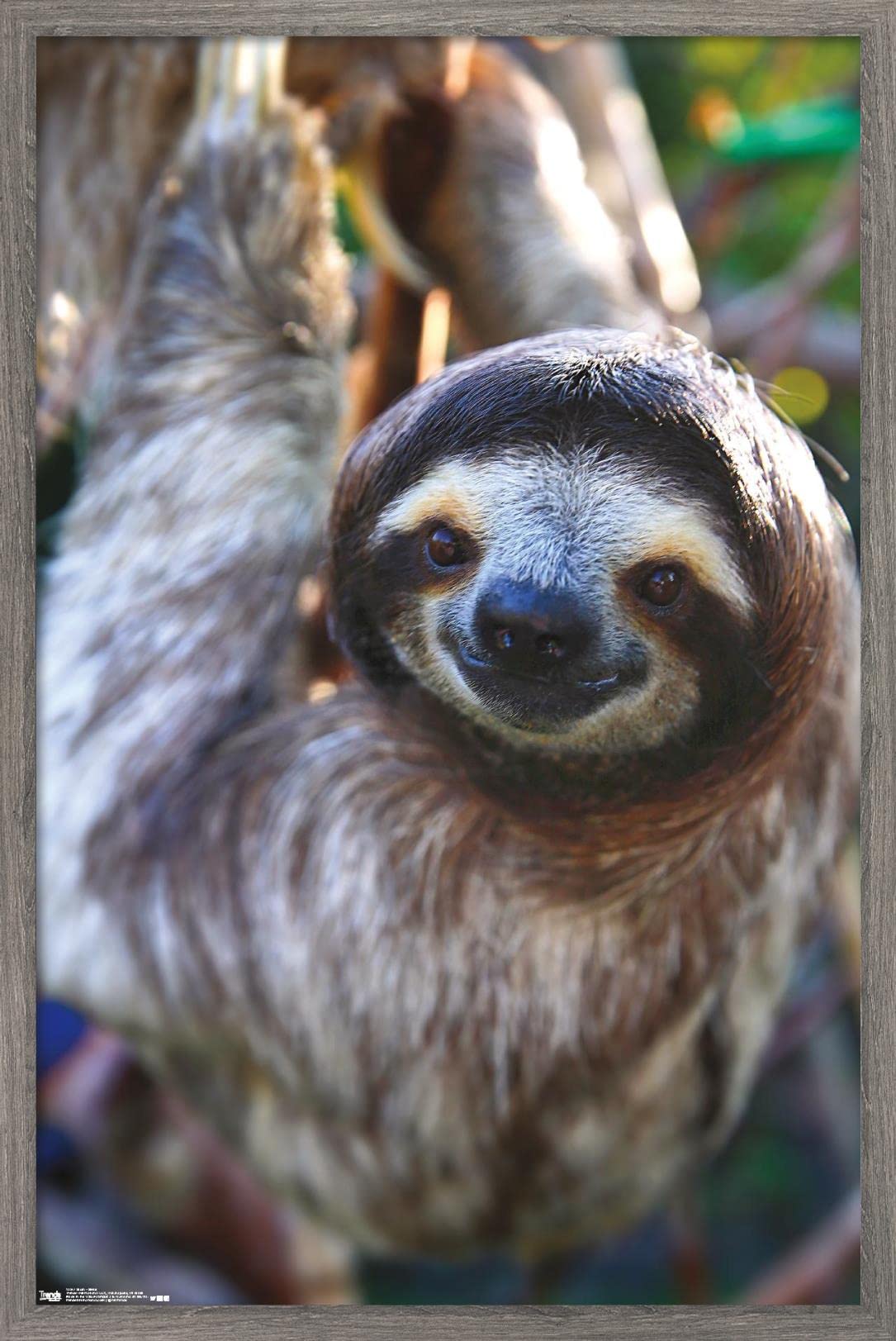 Trends International Sloth - Smile Wall Poster, 22.375'' X 34'', Barnwood Framed Version