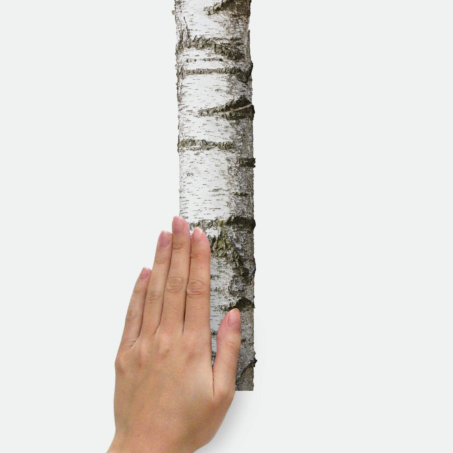 Roommates Rmk3848Gm Realistic Birch Trees Peel And Stick Giant Wall Decals