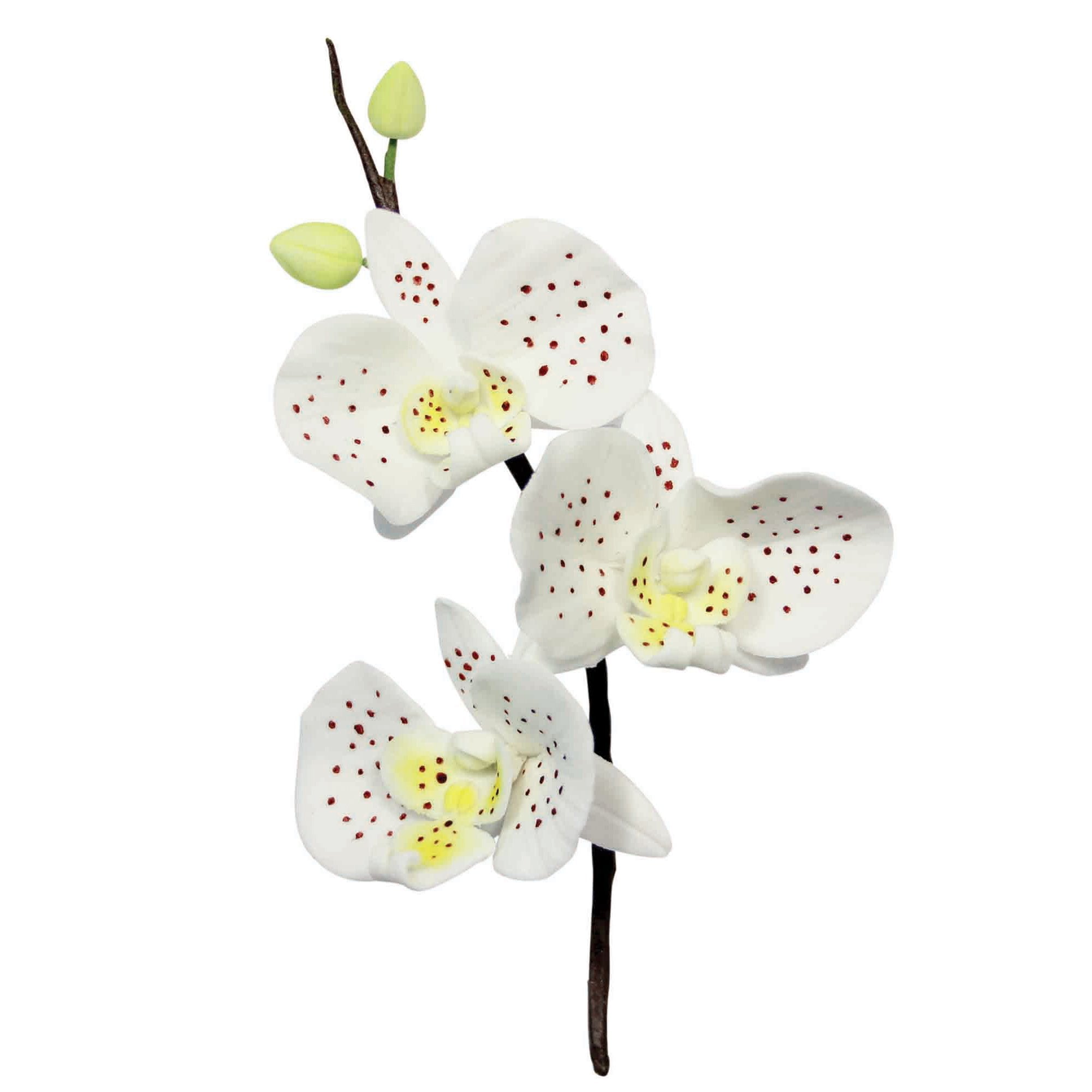 Pme Stainless Steel Moth Orchid Petal Cutters, Set Of 3, Standard, Silver