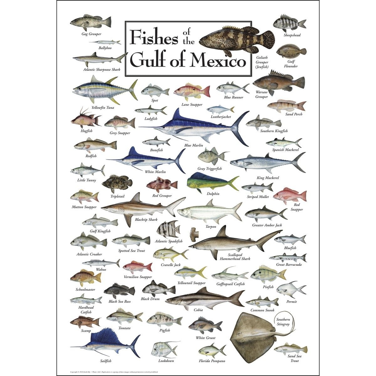 Earth Sky + Water Poster - Fishes Of The Gulf Of Mexico - Poster