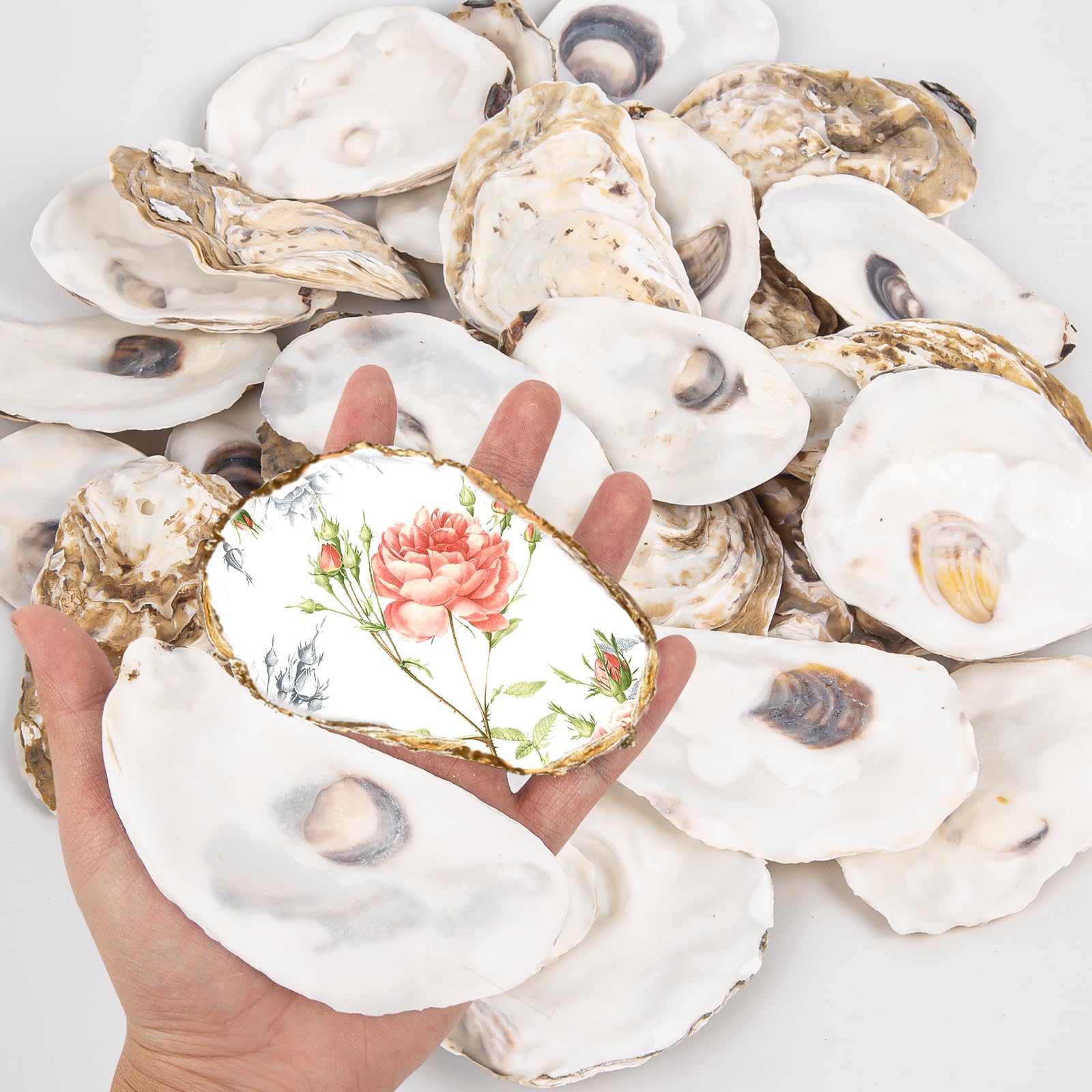 QICQDRAM 20PCS Flat Oyster Shells 4-5 Large Oyster Shells for Crafts Natural Oyster Shells Bulk, for Home Vase Filler, Xmas Orna