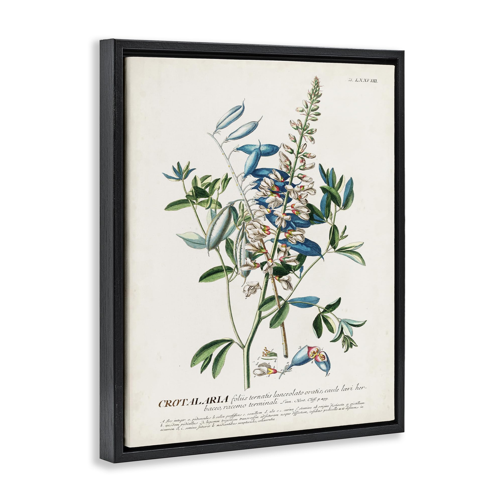 Stupell Industries Botanical Plant Illustration Flowers And Leaves Vintage Design, Design By World Art Group, Green, 16 X 20