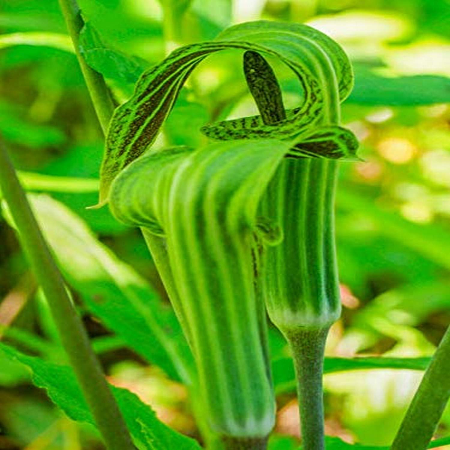Posterazzi Pddus39Jeg0110 Pair Of Jack In The Pulpit Plants (Arisaema Triphyllum) In A Garden Bed Photo Print, 18 X 24, Multi