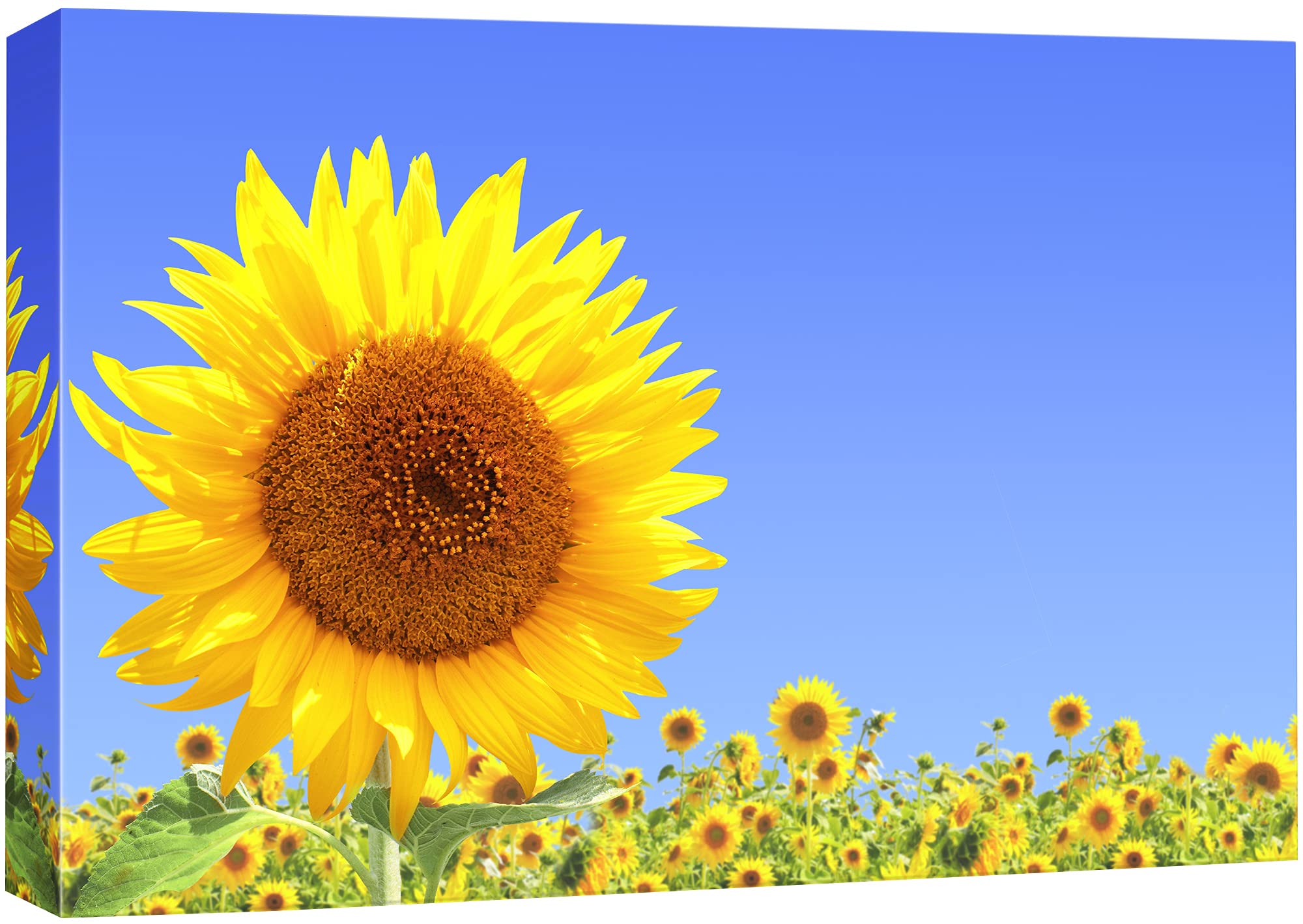 Signford Canvas Print Wall Art Sunflower Closeup In Field Floral Plants Photography Realism Contemporary Scenic Colorful Multico