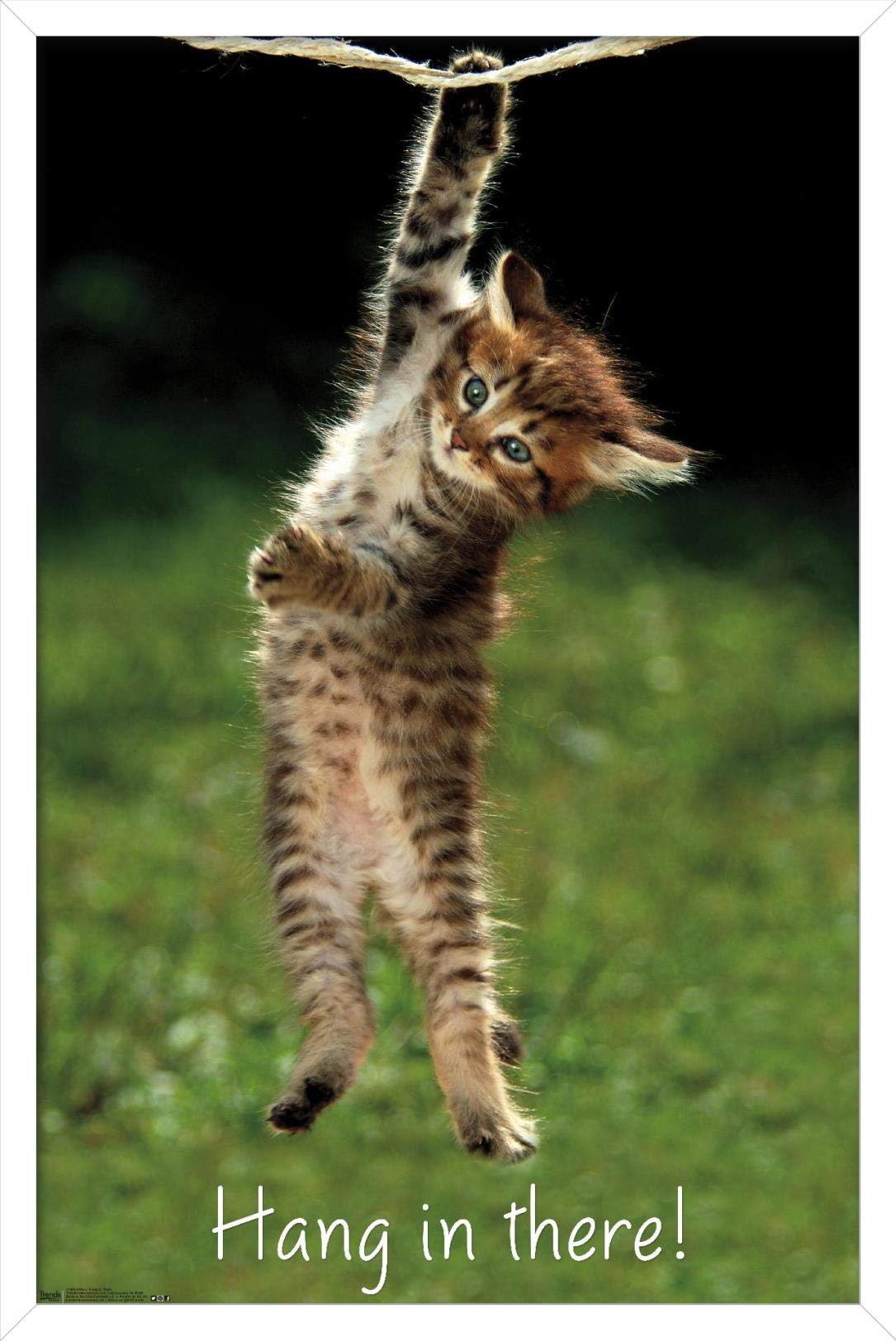 Trends International Famous Kitten Hang In There Poster Wall Poster, 14.72'' X 22.37'', White Framed Version