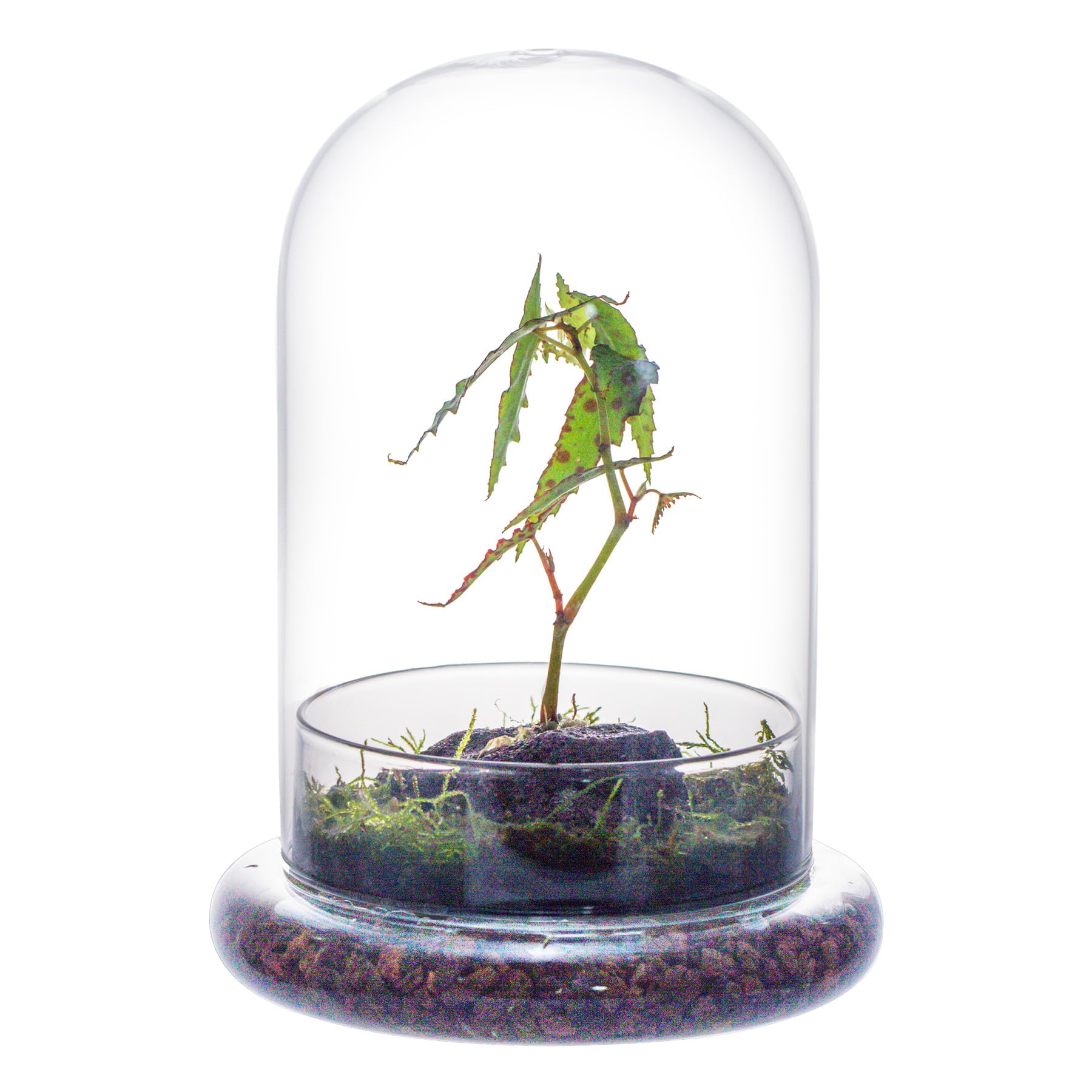 NCYP Glass Dome with Air Hole - 5.9 x 5.9 x 8.2 Inches - Glass Cloche Bell Jar with Base - Home Tabletop Display Clear Terrarium