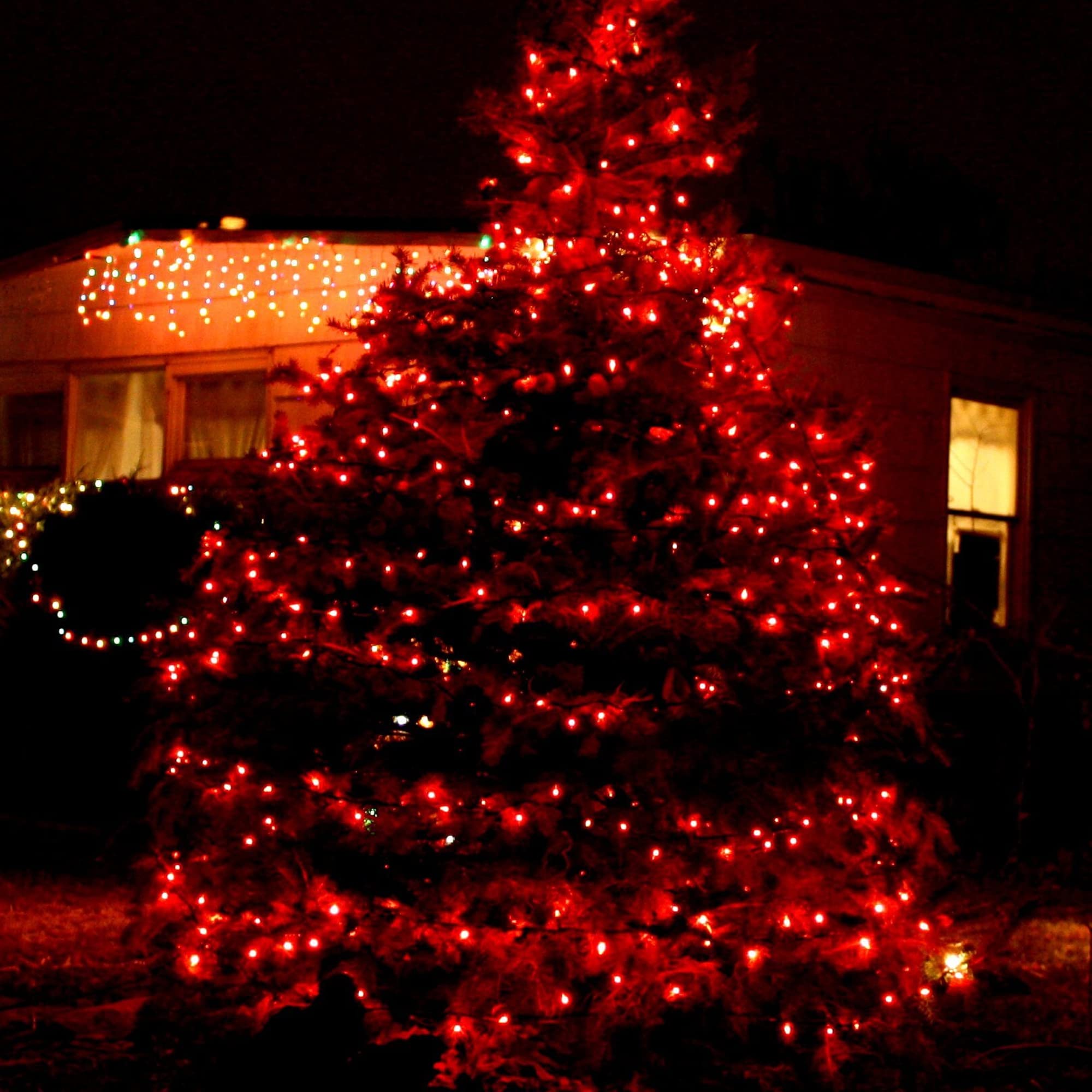 Tw Shine Red Christmas Lights, 20Ft 100 Count Incandescent Christmas Mini Tree String Lights, Waterproof Christmas Decorations F