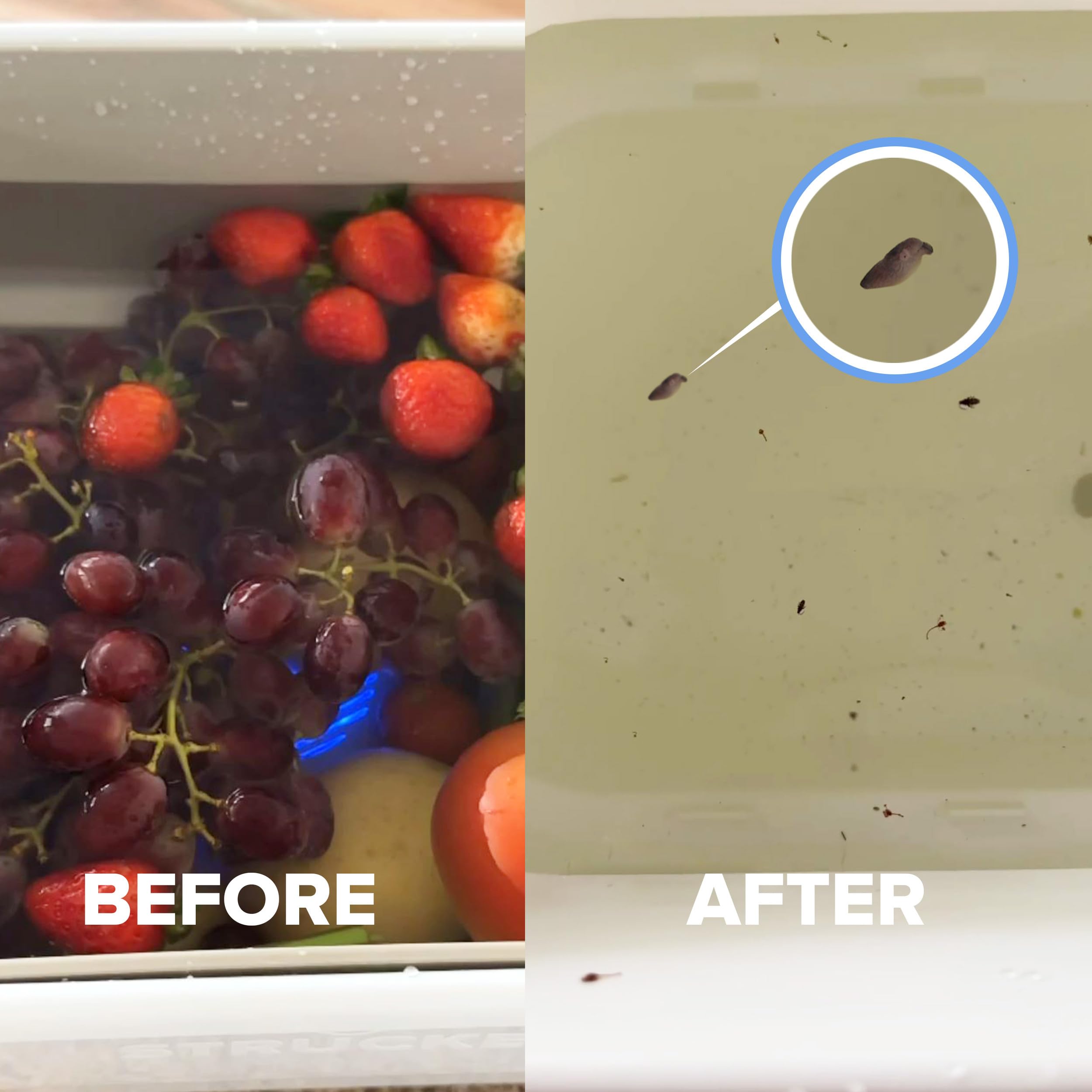 Aquapure - Fruit And Vegetable Washing Machine, 1-Year Warranty, Fruit Cleaner Device That Cleans Fresh Produce In Water, Waterp