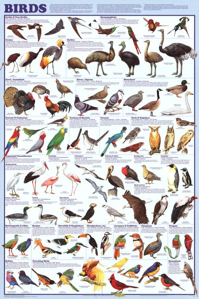 Birds Educational Science Chart Poster 24 X 36