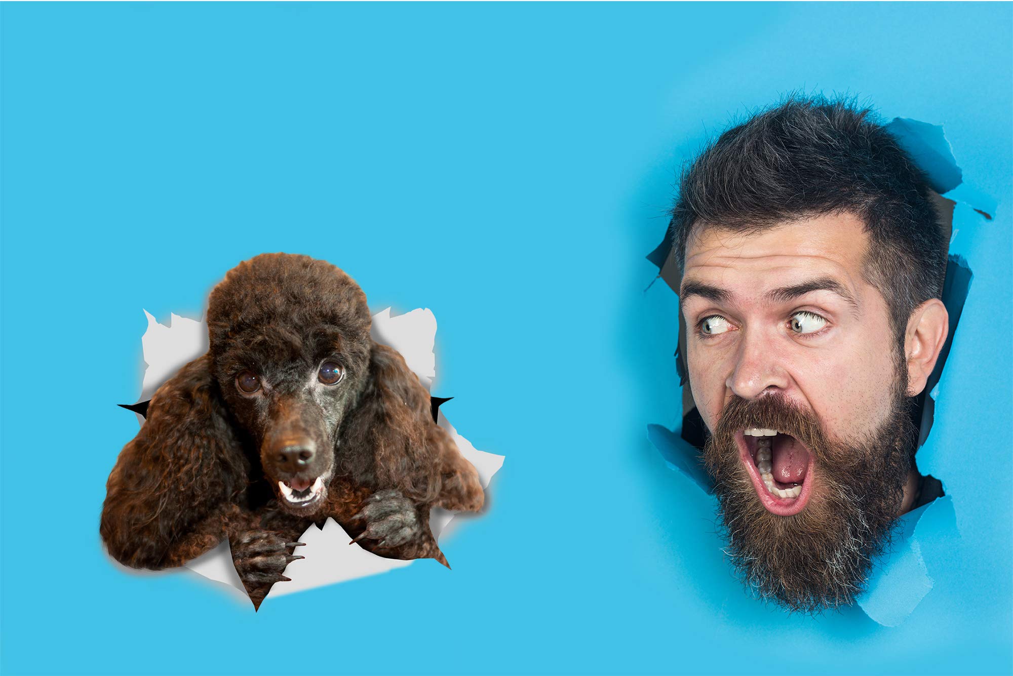 Winston & Bear 3D Dog Stickers - 2 Pack - Happy Black Poodle For Wall, Fridge, Toilet And More - Retail Packaged Black Poodle Do