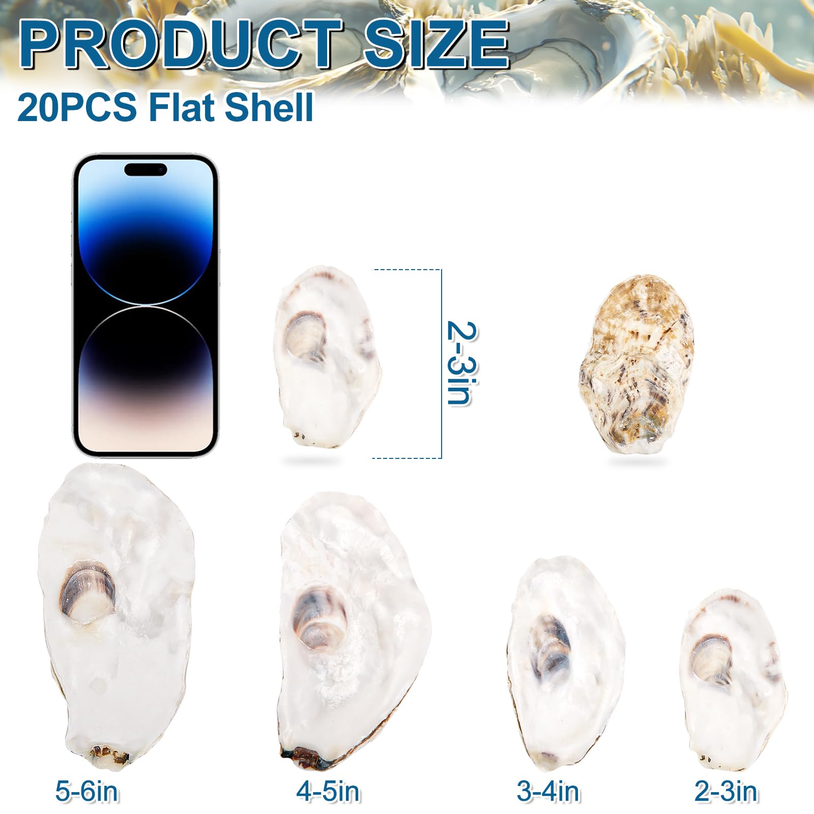 QICQDRAM 20PCS Flat Oyster Shells 2-3 Small Natural White Shells for Crafts, Home Vase Filler, Xmas Ornaments, DIY Arts and Craf