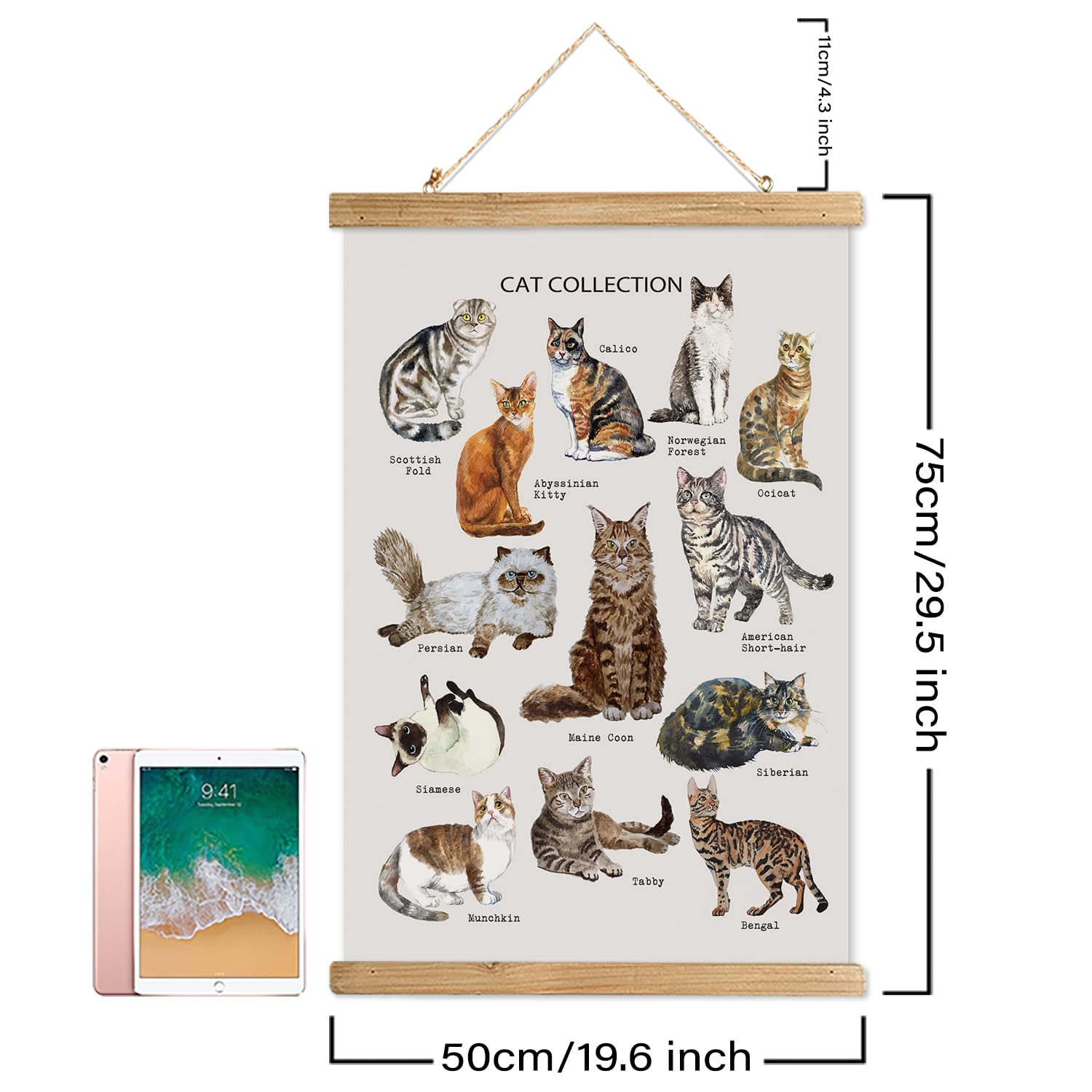 Xiaoaika Cat Breeds Educational Poster - Illustrated Guide To Popular Feline Varieties With Wooden Scroll Frame - Decorative Wal