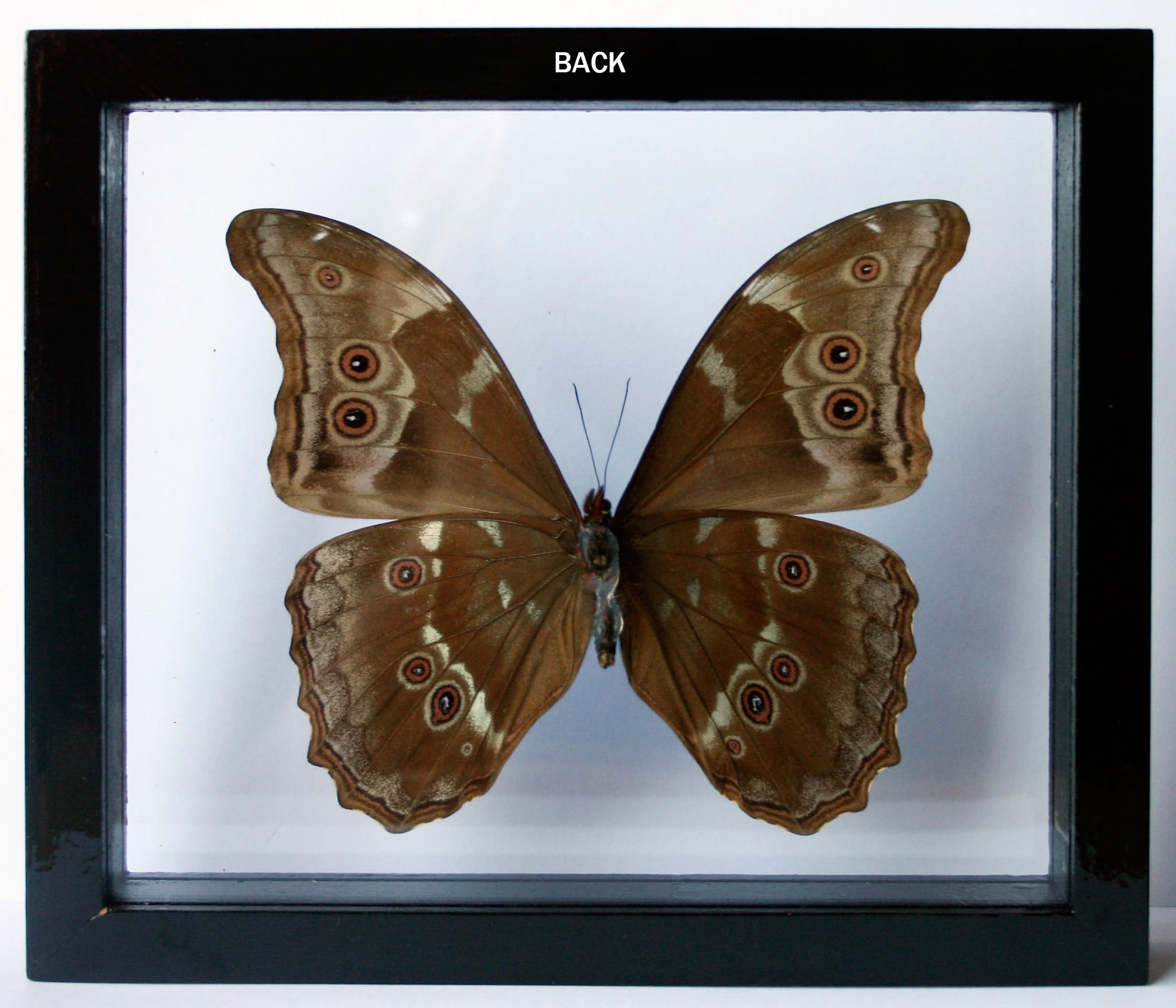 Ben the Butterfly Guy Blue Morpho Butterfly Framed and Mounted in Black Display