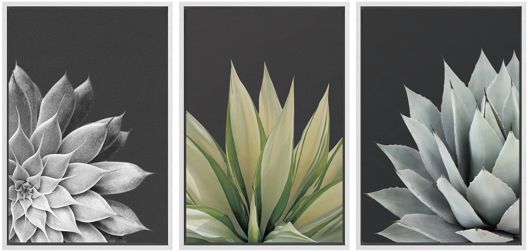 Signwin Framed Canvas Print Wall Art Trio Of Echevaria Succulents Floral Plants Photography Modern Art Minimalist Closeup Dramat