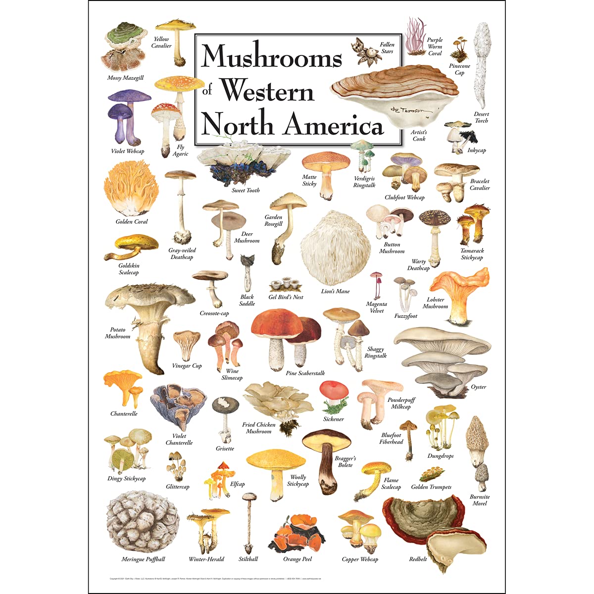 Earth Sky + Water - Mushrooms Of Western North America - Poster