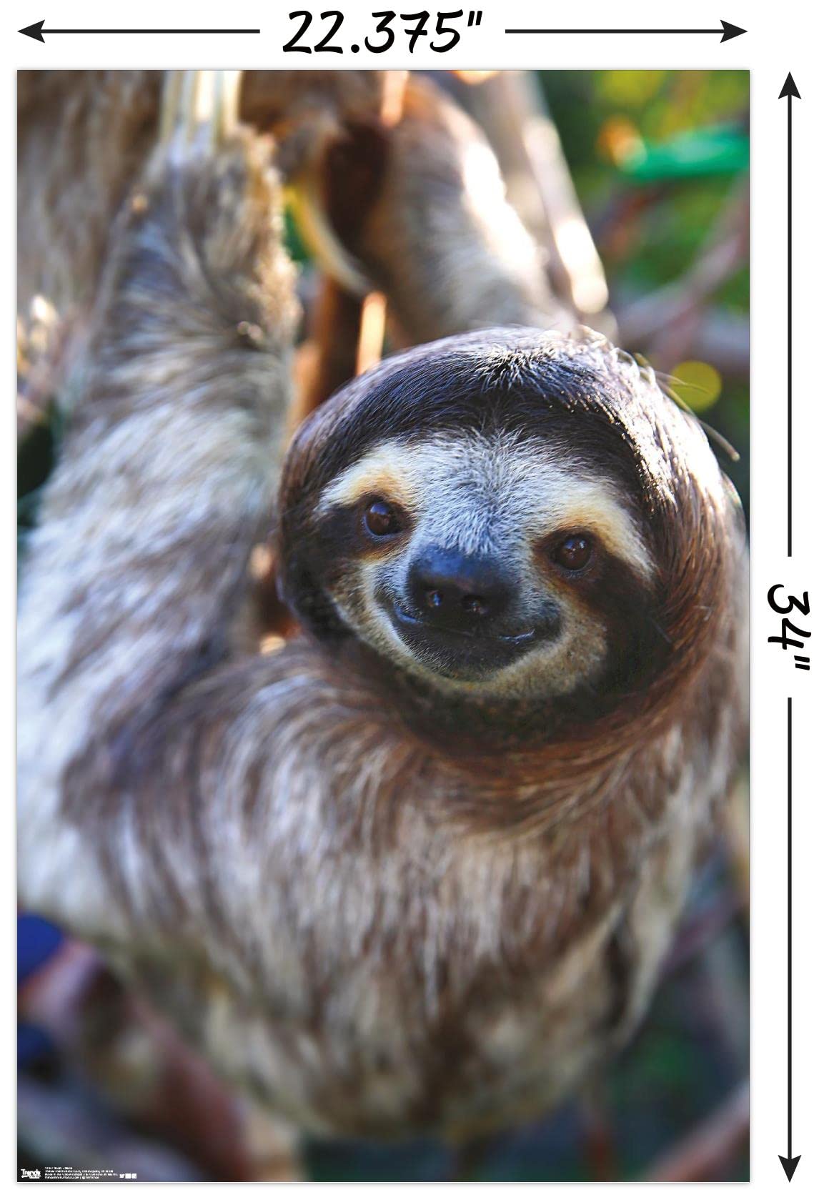 Trends International Sloth - Smile Wall Poster, 22.375'' X 34'', Premium Poster & Mount Bundle
